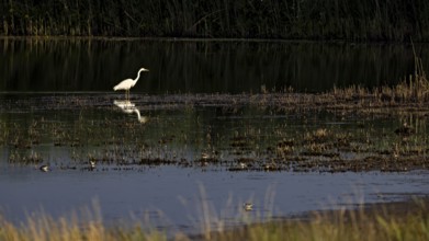 A white egret stands in the calm waters of a marsh surrounded by reeds at dusk, A great white egret