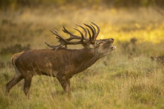 Red deer (Cervus elaphus) in rut, Klamptenborg, Copenhagen, Denmark