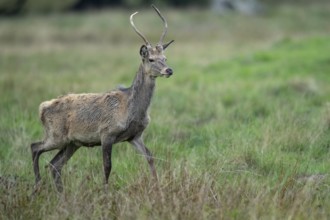 Red deer (Cervus elaphus) in rut, spar, Klamptenborg, Copenhagen, Denmark