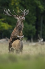 Red deer (Cervus elaphus) in rut, mating, copulation, Klamptenborg, Copenhagen, Denmark