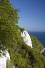 View of chalk cliffs in Jasmund National Park on Rügen, Sassnitz, Rügen, Mecklenburg-Western