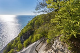 View of chalk cliffs in Jasmund National Park on Rügen, Sassnitz, Rügen, Mecklenburg-Western