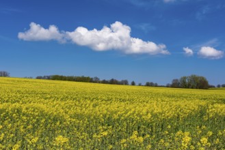 Rape field with blue sky and clouds, Rügen, Bergen, Mecklenburg-Western Pomerania, Germany