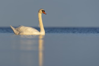 Mute swan (Cygnus olor), Rügen, Glowitz, Mecklenburg-Western Pomerania, Germany
