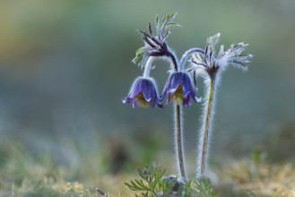 Meadow pasque flower (Pulsatilla pratensis), Rügen, Binz, Mecklenburg-Western Pomerania, Germany