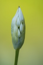 Flowering wild garlic (Allium ursinum), Puttbus, Mecklenburg-Vorpommern, Germany
