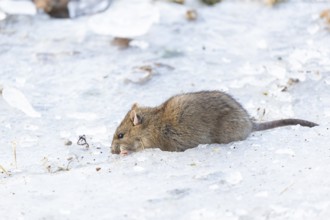 Brown rat (Rattus norvegicus) adult rodent animal feeding on seed on ice of a frozen lake in