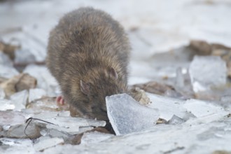 Brown rat (Rattus norvegicus) adult rodent animal searching for food under the ice of a frozen lake