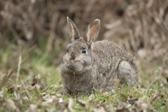 Rabbit (Oryctolagus cuniculus) adult animal eating grass, England, United Kingdom