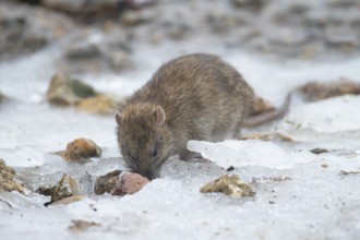 Brown rat (Rattus norvegicus) adult rodent animal searching for food on ice of a frozen lake in