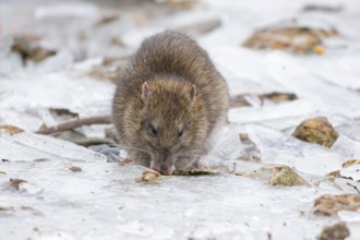 Brown rat (Rattus norvegicus) adult rodent animal feeding on seed on ice in winter, England, United