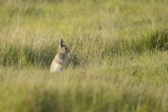 Rabbit (Oryctolagus cuniculus) juvenile baby bunny animal in grassland, England, United Kingdom