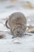Brown rat (Rattus norvegicus) adult rodent animal searching for food in winter, England, United