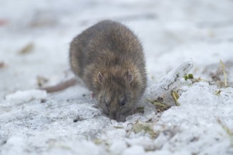 Brown rat (Rattus norvegicus) adult rodent animal searching for food on ice in winter, England,