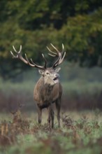Red deer (Cervus elaphus) adult male stag animal roaring with its mouth open during the annual rut