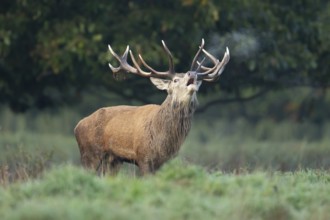 Red deer (Cervus elaphus) adult male stag animal roaring with its mouth open during the annual rut