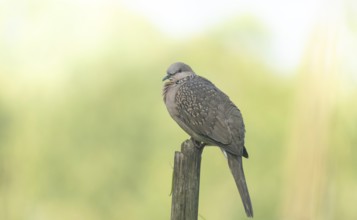 A Spotted dove or eastern spotted dove (Spilopelia chinensis), Sreepur, Gazipur, Bangladesh