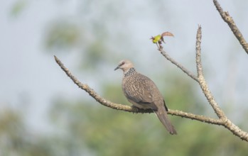 Spotted dove or eastern spotted dove (Spilopelia chinensis) on a tree branch, Sreepur, Gazipur,