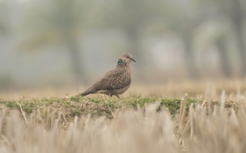 A spotted dove or eastern spotted dove (Spilopelia chinensis), Sreepur, Gazipur, Bangladesh