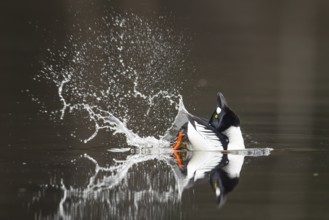 Courting goldeneye (Bucephala clangula), Ahlhorn, Lower Saxony, Germany