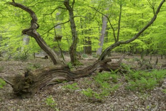 Spring in the Baumweg jungle, Emstek, Lower Saxony, Germany