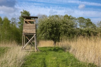 Blooming apple trees at Ahlhorn fish ponds, Ahlhorn, Lower Saxony, Germany