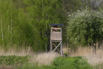 High seat with blooming apple trees at the Ahlhorn fish ponds, Ahlhorn, Lower Saxony, Germany