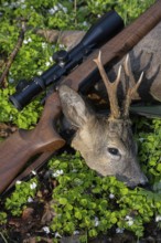 Killed Roebuck, Bockjagd, Ahlhorn, Lower Saxony, Germany