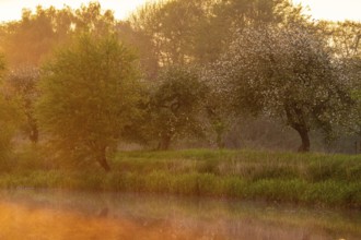Blooming apple tree in the trickle meadows at the Ahlhorn fish ponds, Ahlhorn, Lower Saxony,