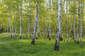 Spring at the Ahlhorn fish ponds, Ahlhorn, Lower Saxony, Germany