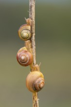 Groin banded snails on a stalk, Ahlhorn, Lower Saxony, Germany