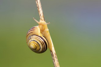 Groin banded snails on a stalk, Ahlhorn, Lower Saxony, Germany