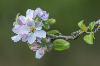 Blossom of an apple tree, Ahlhorn, Lower Saxony, Germany