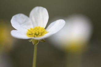 Common water-crowfoot (Ranunculus aquatilis L.), Dötlingen, Lower Saxony, Germany