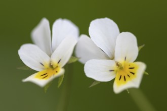 Field pansy (Viola arvensis), Dötlingen, Lower Saxony, Germany