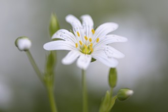 Greater stitchwort (Stellaria holostea), Dötlingen, Lower Saxony, Germany