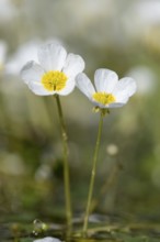 Common water-crowfoot (Ranunculus aquatilis L.), Dötlingen, Lower Saxony, Germany