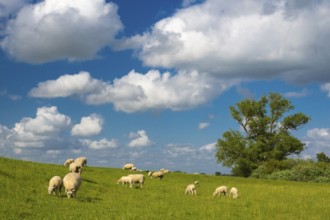 Sheep on the dike near Holler Siel, Holle, Hude, Lower Saxony, Germany