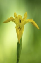 Flower of the marsh iris (Iris pseudacorus), Dötlingen, Lower Saxony, Germany