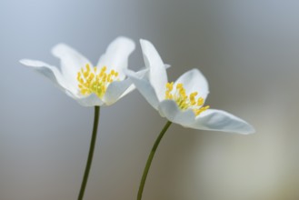Flowering wood anemone (Anemone nemorosa), early bloomer, Vechta, Lower Saxony, Germany