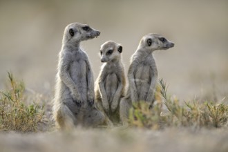 Meerkats or suricates (Suricata suricatta), Makgadikgadi Salt Pans, Makgadikgadi Pans National