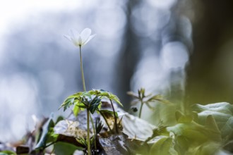 Wood anemone (Anemone nemorosa) in a wooded area with a blurred, natural background, Melle, Lower