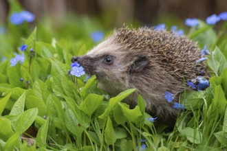 Cute hedgehog, brown-breasted hedgehog (Erinaceus europaeus) in the garden, Vechta, Lower Saxony,