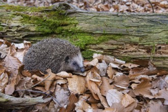Hedgehog (Erinaceidae) on the forest floor looking for winter quarters, Cloppenburg, Lower Saxony,