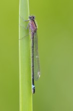 Blue-tailed damselfly (Ischnura elegans), Ahlhorn, Lower Saxony, Germany