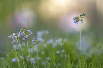 Aurora butterfly (Anthocharis cardamines) on meadowfoam, Vechta, Lower Saxony, Germany