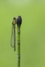 Red-eyed Damselfly (Erythromma najas), Ahlhorn, Lower Saxony, Germany