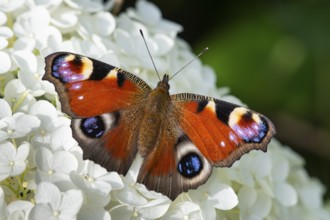 Peacock butterfly (Aglais io), Vechta, Lower Saxony, Germany