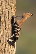 Hoopoe (Upupa epops), Faßberg, Lower Saxony, Germany
