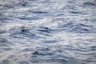 Waves, smudge effect, long exposure, sea, Baltic Sea